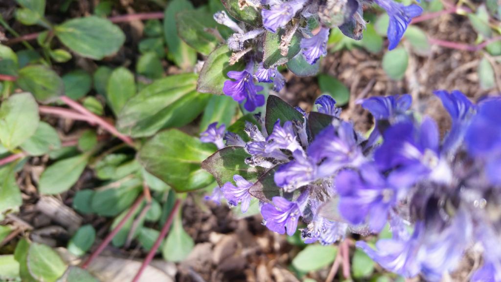 Ajuga reptans L.(Lamiaceae)